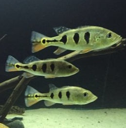 Spider Kelberi Peacock Bass (Cichla kelberi)