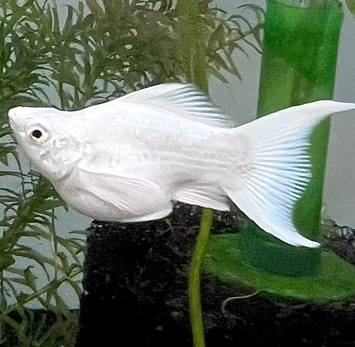 Platinum Ballon Molly (Poecilia sphenops)