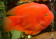 Load image into Gallery viewer, King Kong Yuan Bao Parrot Cichlid (Cichlasoma sp)
