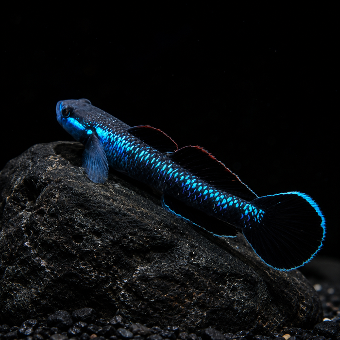 Black Kumpay Goby (Stiphodon atropurpureus)