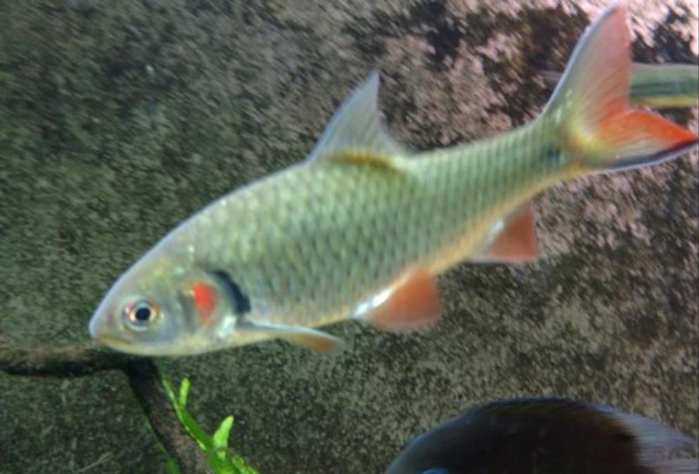 BARBS — Predatory Fins