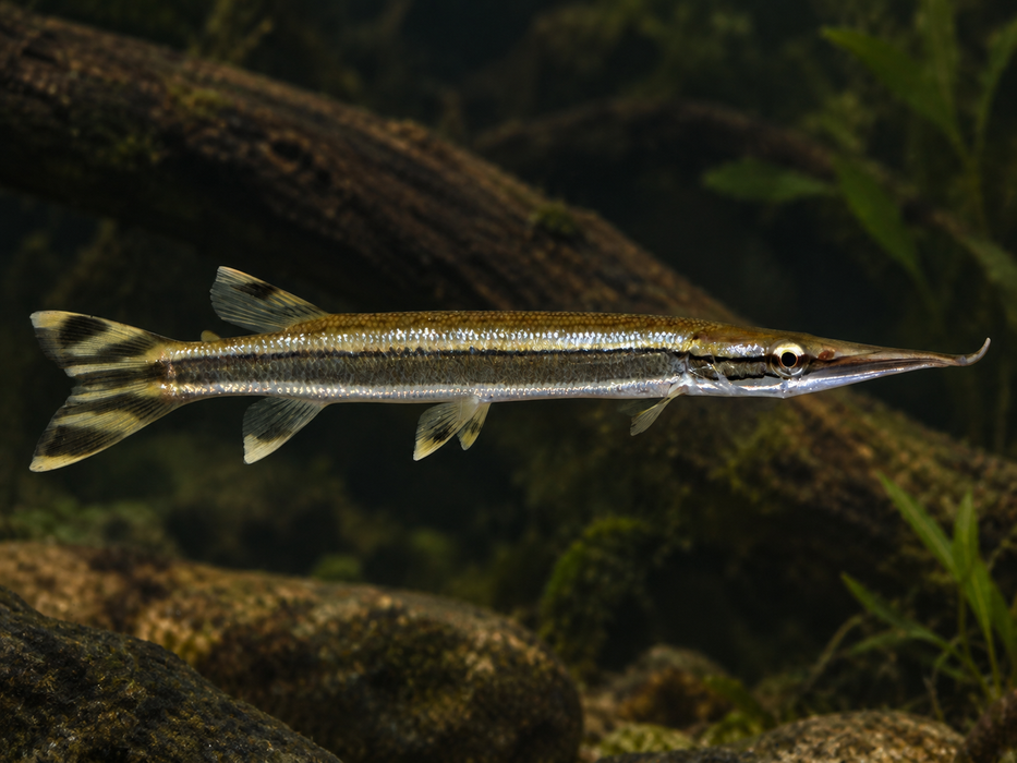 Striped Pike Characin (Boulengerella lateristriga)