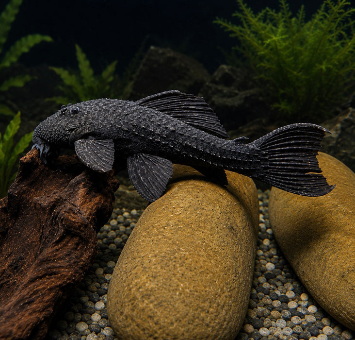 L185 Evil Cactus Pleco (Pseudacanthicus sp.)