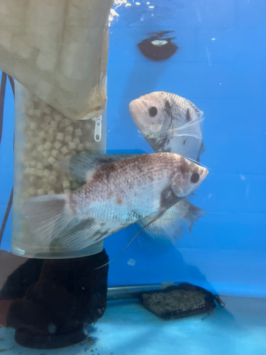Panda Pearlscale Giant Gourami (Osphronemus goramy)
