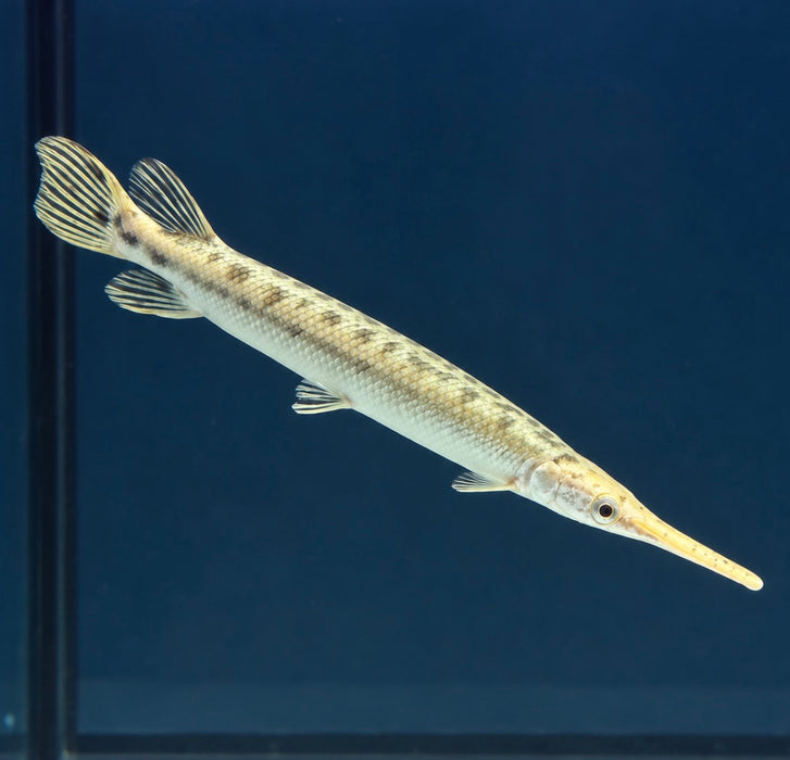 Axanthic Marble Florida Gar (Lepisosteus platyrhincus) (Copy)