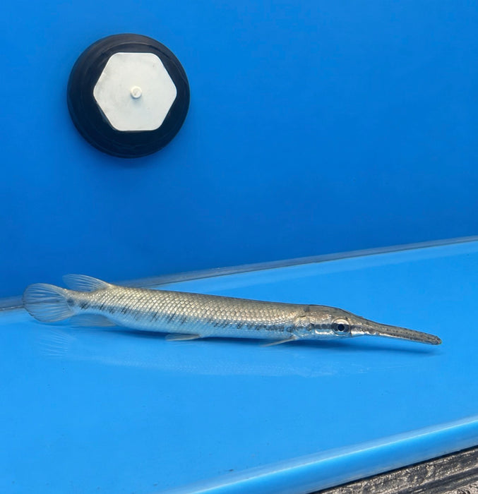Florida Spotted Gar (Lepisosteus platyrhincus)