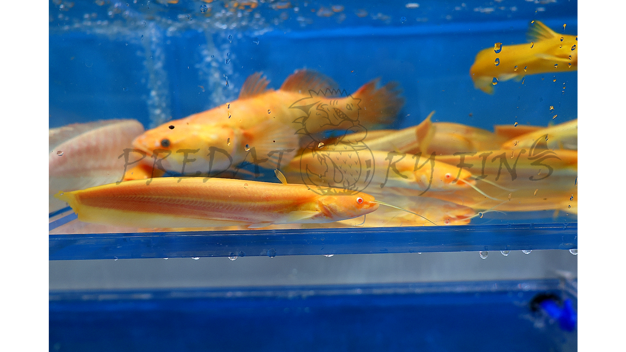 Albino Chinese Wels Catfish (Silurus merdionalis)