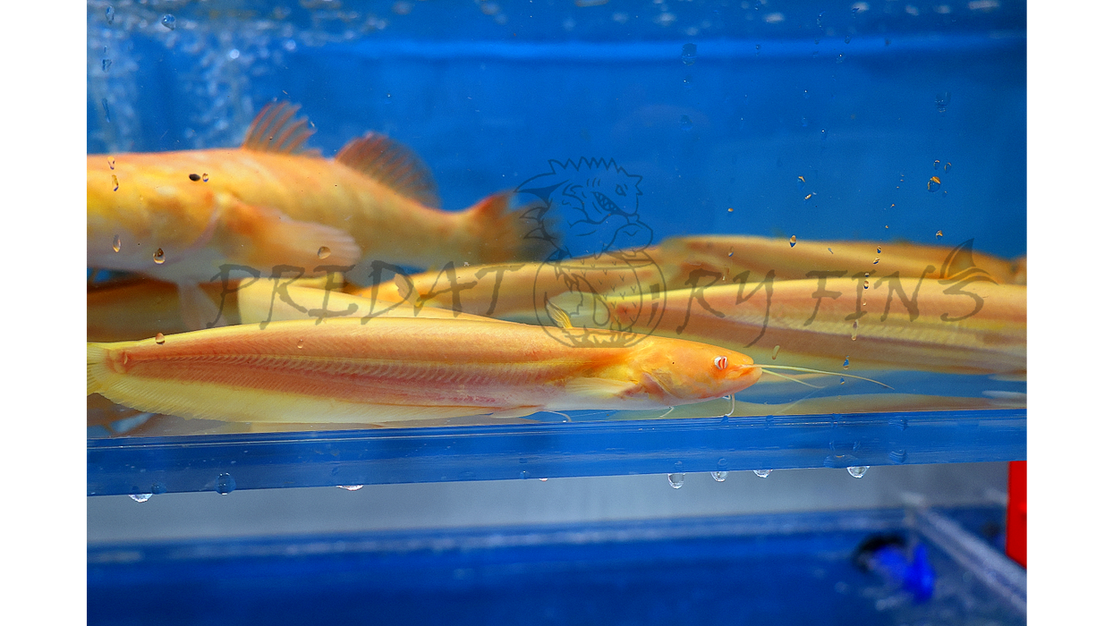 Albino Chinese Wels Catfish (Silurus merdionalis)