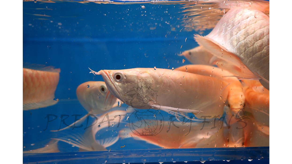 Albino Silver Arowana (Osteoglossum bicirrhosum)