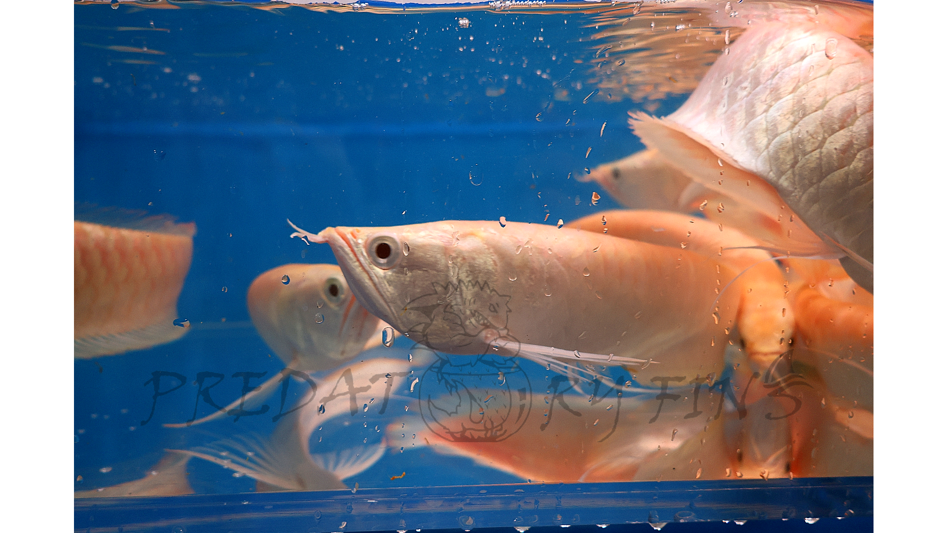 Aro Fish AROWANA — Predatory Fins