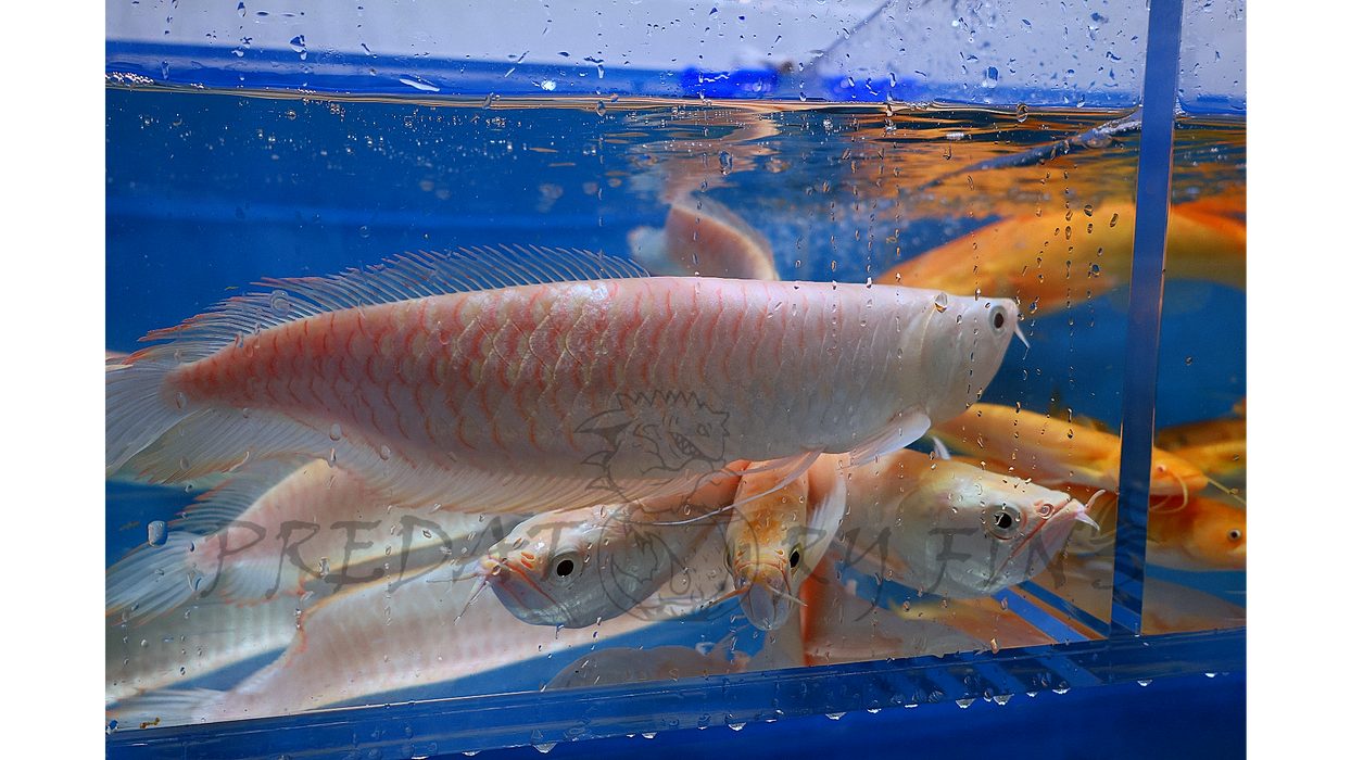 Albino Silver Arowana (Osteoglossum bicirrhosum)