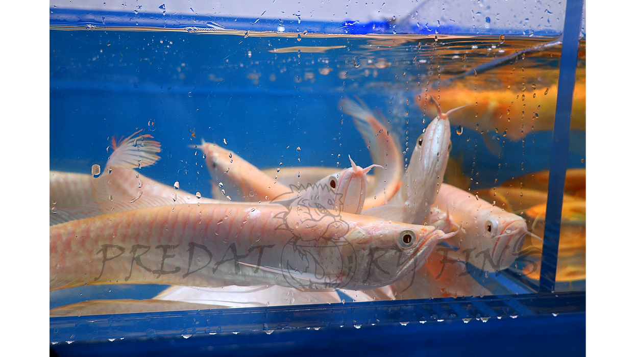 Albino Silver Arowana (Osteoglossum bicirrhosum)