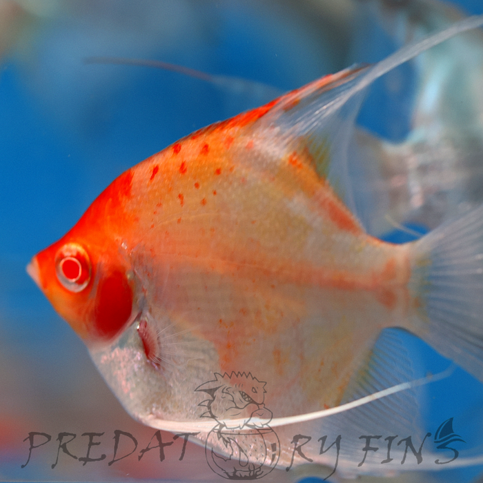 Albino Red Cap Angelfish (Pterophyllum scalare)