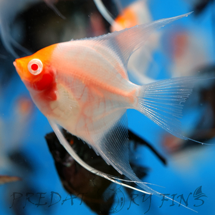 Albino Red Cap Angelfish (Pterophyllum scalare)