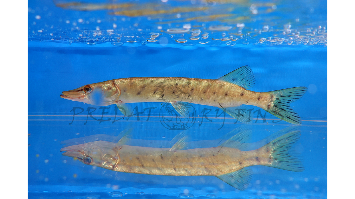 Amur Pike (Esox reichertii)