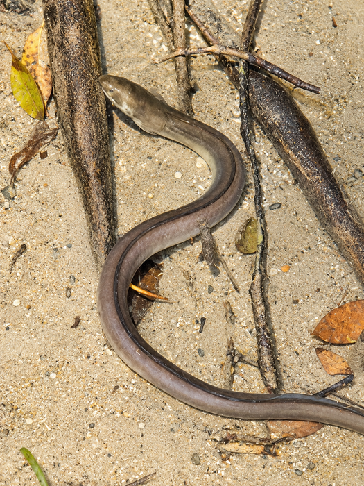 Freshwater snake eel