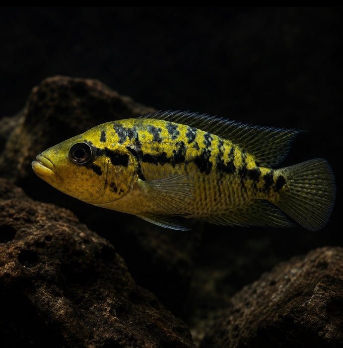 Yellow Jacket Cichlid (Parachromis friedrichsthalii)