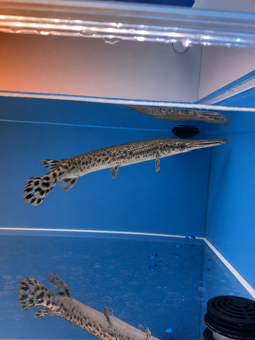 Alligator Gar (Atractosteus spatula)