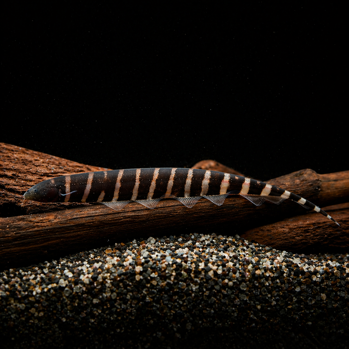 Tiger Knifefish (Gymnotus javari)