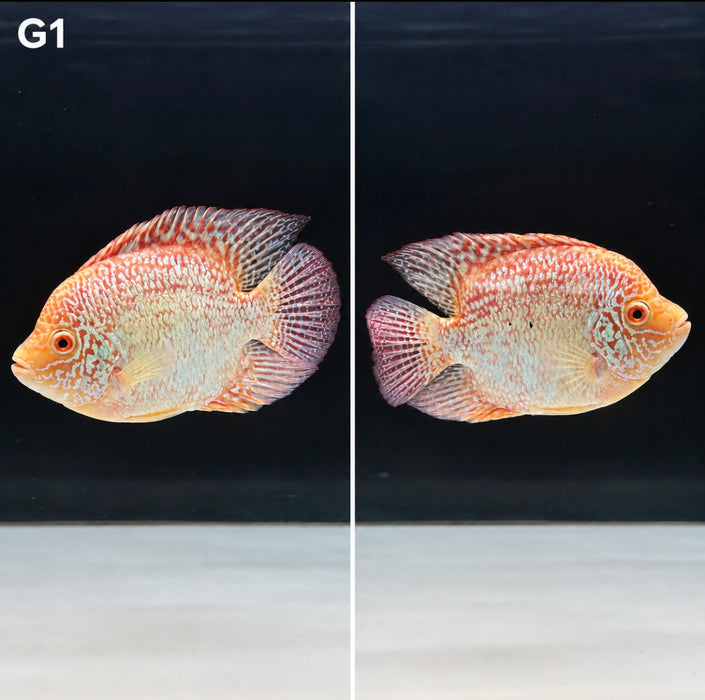 Golden Red Crystal Texas Cichlid