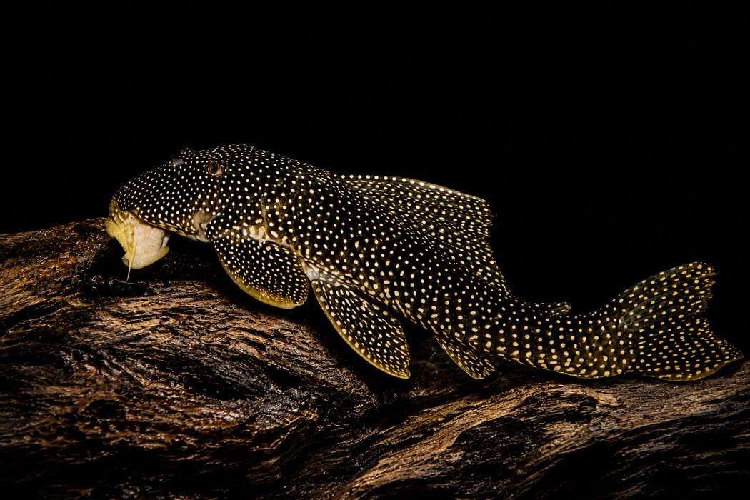 L253 Black Royal Goldie Pleco