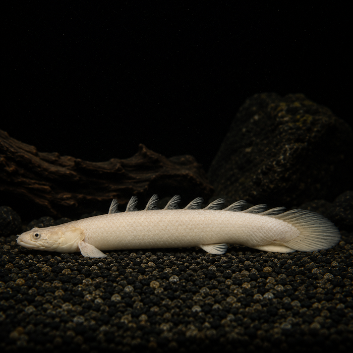 Platinum Lapradei Koliba Bichir (Polypterus lapradei)