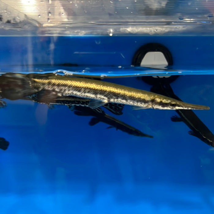 Cuban Gar (Atractosteus tristoechus)