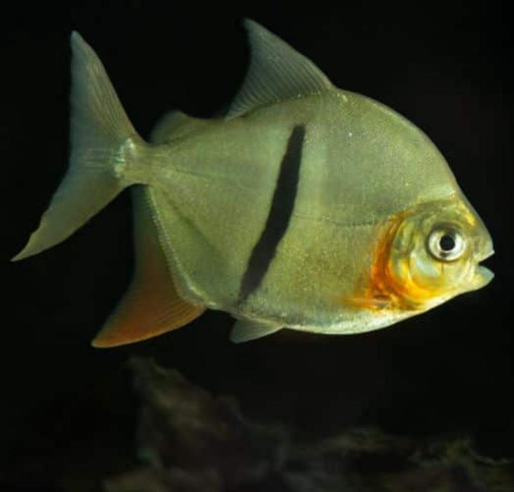 Thin Bar Silver Dollar (Myleus schomburgkii)