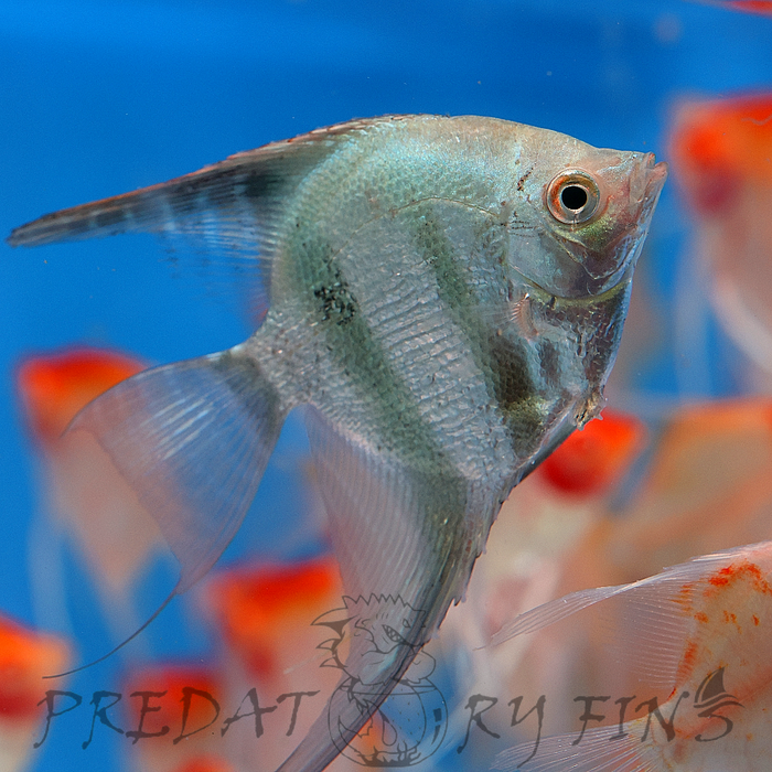 Blue Diamond Angelfish (Pterophyllum scalare sp)