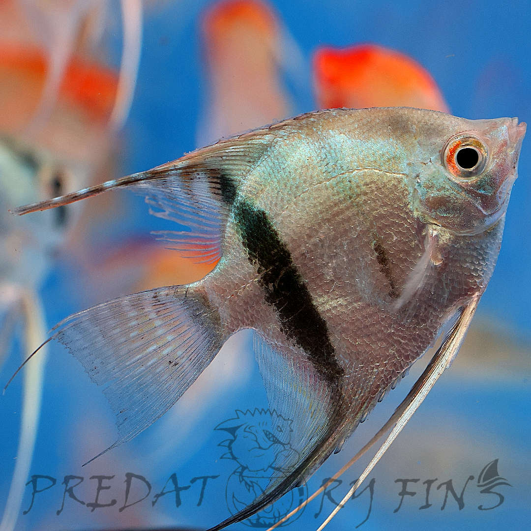 Smokey Leopard Angelfish