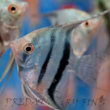 Load image into Gallery viewer, Blue Diamond Angelfish (Pterophyllum scalare sp)
