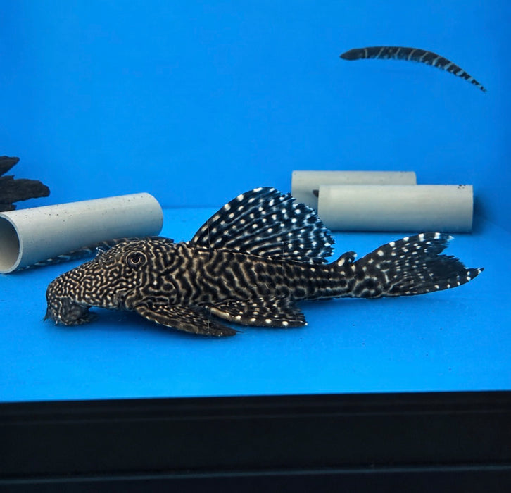 L091 Three Beacon Pleco (Leporacanthicus triactis)