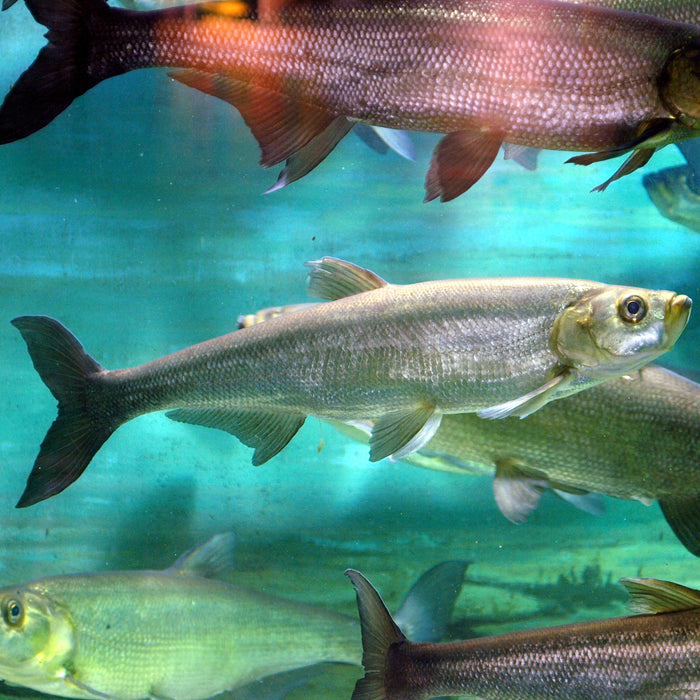 Predatory Carp (Chanodichthys erythropterus)