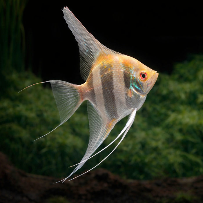 Albino Peruvian Altum Angelfish (Pterophyllum scalare)