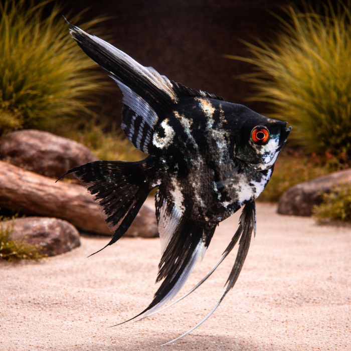 Marble Angelfish (Pterophyllum scalare)