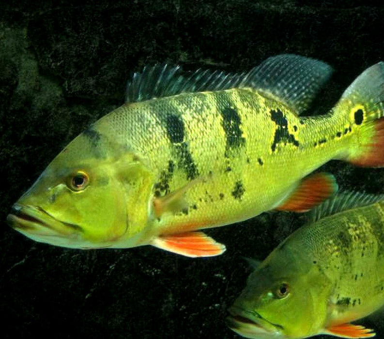 Butterfly Peacock Bass (Cichla ocellaris)
