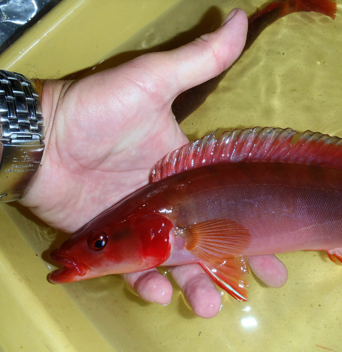 Fire Pike Cichlid (Crenicichla Atabapo I sp)