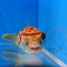 Load image into Gallery viewer, Cross River Puffer Fish (Tetraodon pustulatus)
