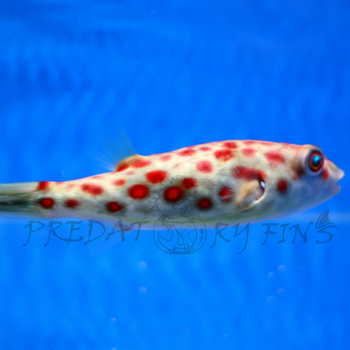 Cross River Puffer Fish (Tetraodon pustulatus)