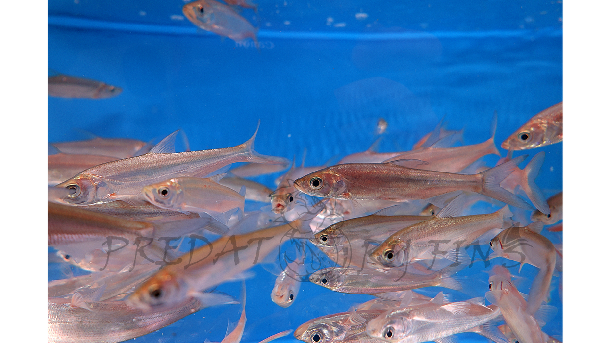 Predatory Carp (Chanodichthys erythropterus)