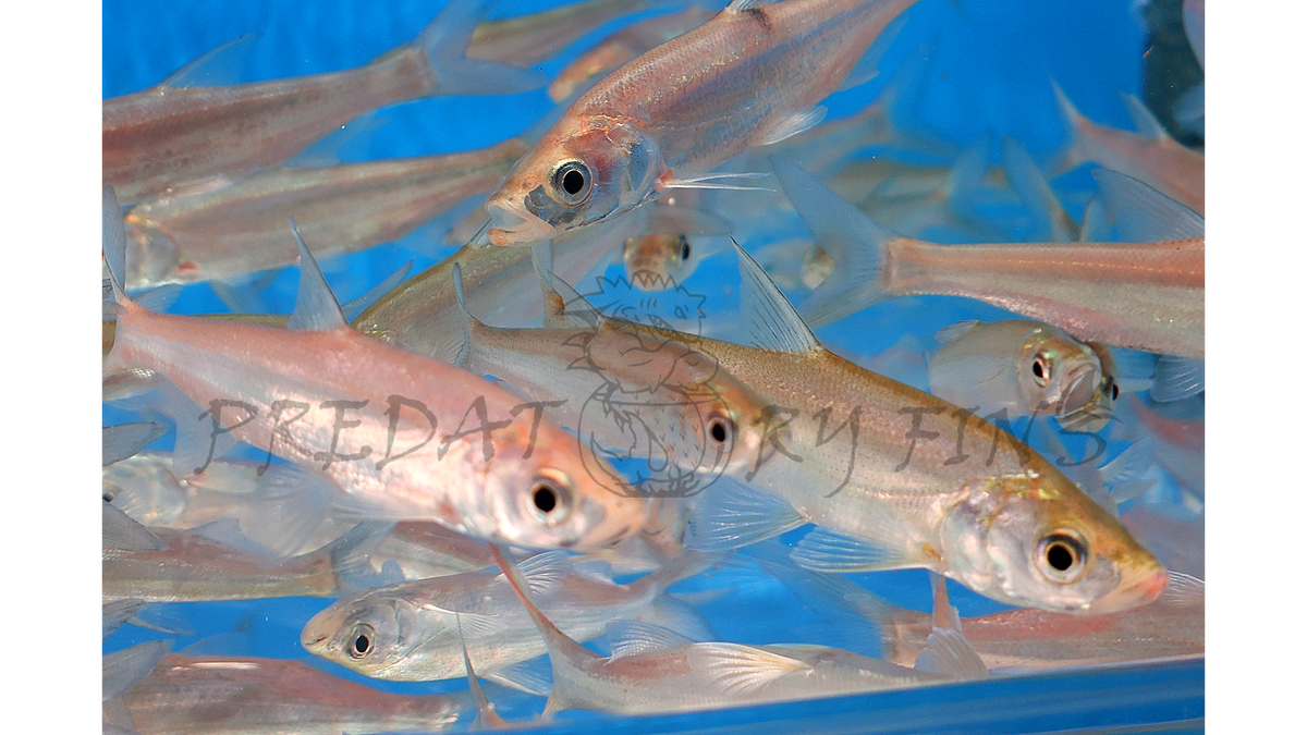 Predatory Carp (Chanodichthys erythropterus) — Predatory Fins