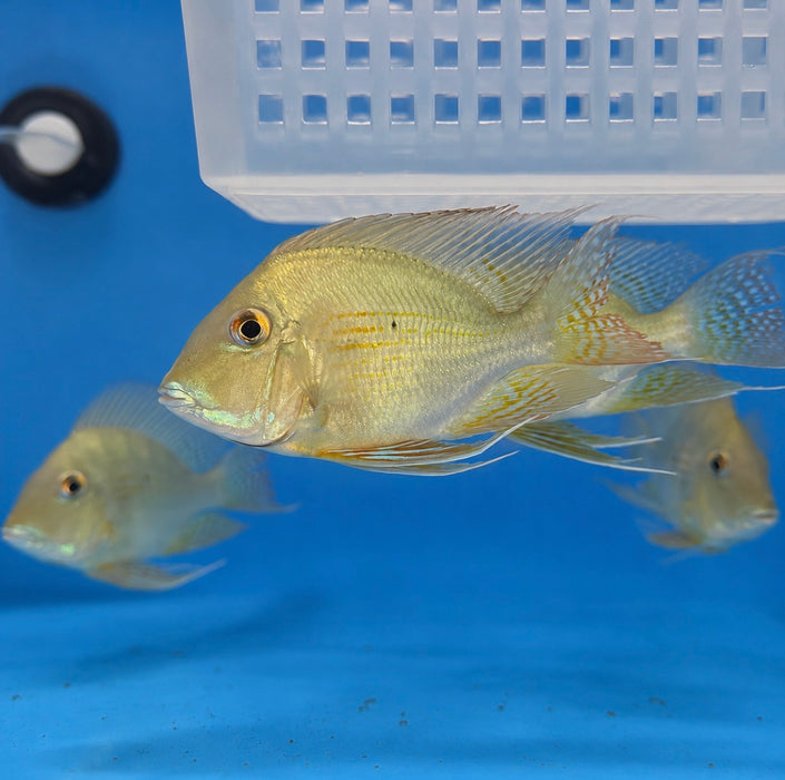 Short Body Sveni Eartheater Cichlid Parana (Geophagus sveni)