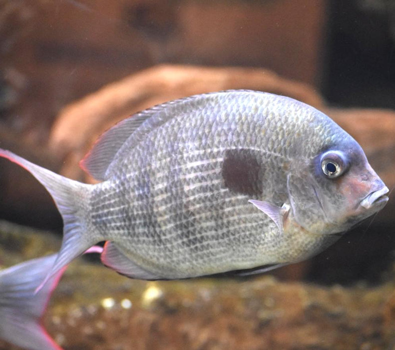 Spotted Damba Cichlid (Paretroplus maculatus)