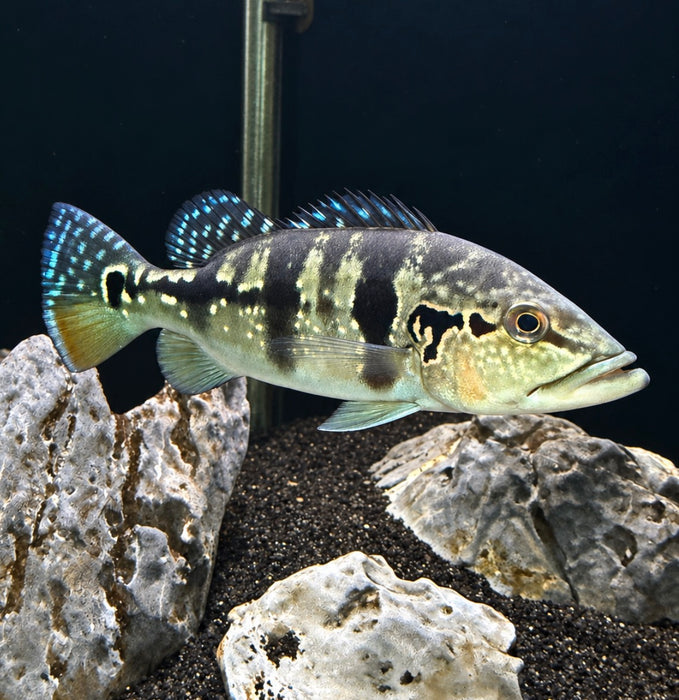 Azul Peacock Bass (Cichla piquiti)