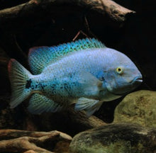 Load image into Gallery viewer, Blue Topaz Coatza Cichlid (Vieja coatzacoalcos)
