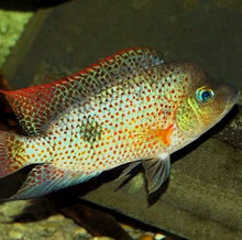 Load image into Gallery viewer, Red Spotted Calobrensis Cichlid (Darienheros calobrensis)
