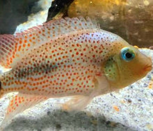 Load image into Gallery viewer, Red Spotted Calobrensis Cichlid (Darienheros calobrensis)
