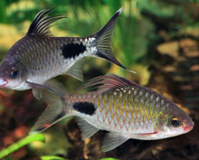 Load image into Gallery viewer, Filament Barb (Dawkinsia filamentosa)
