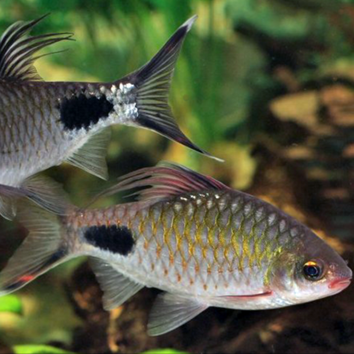 Filament Barb (Dawkinsia filamentosa)