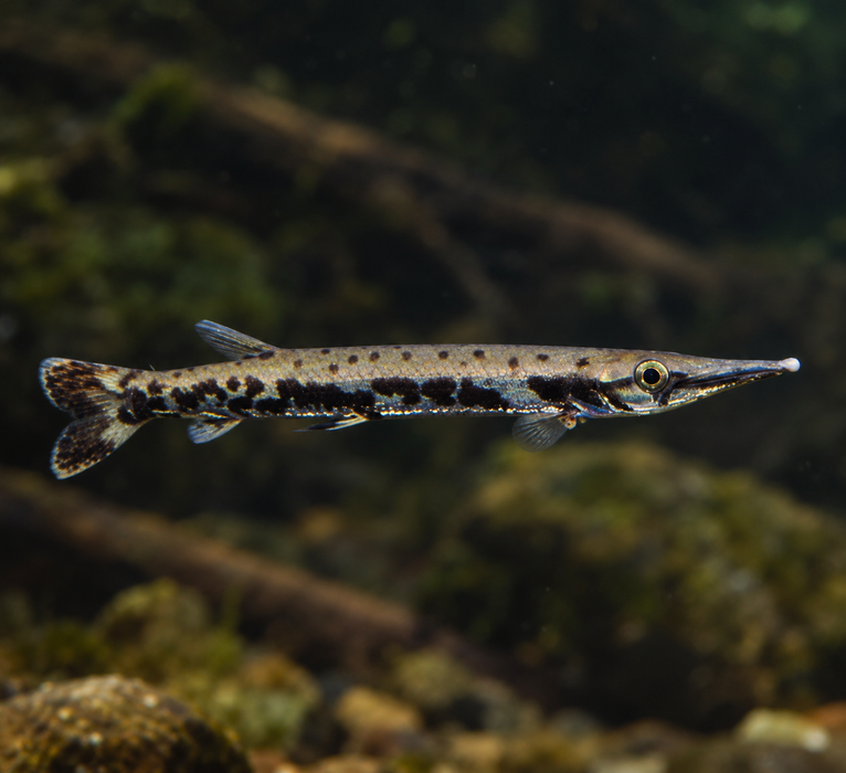 Giant Pike Characin (Boulengerella xyrekes)